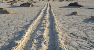 Trace de travois dans le Parc national de White Sands